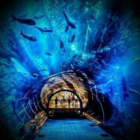 The-Lost-Chambers-Aquarium-002